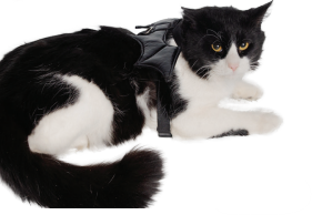 Cat Bat Wing Harness