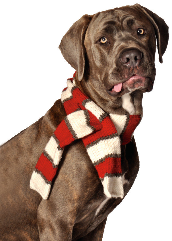 Brown dog wearing a red and white striped scarf