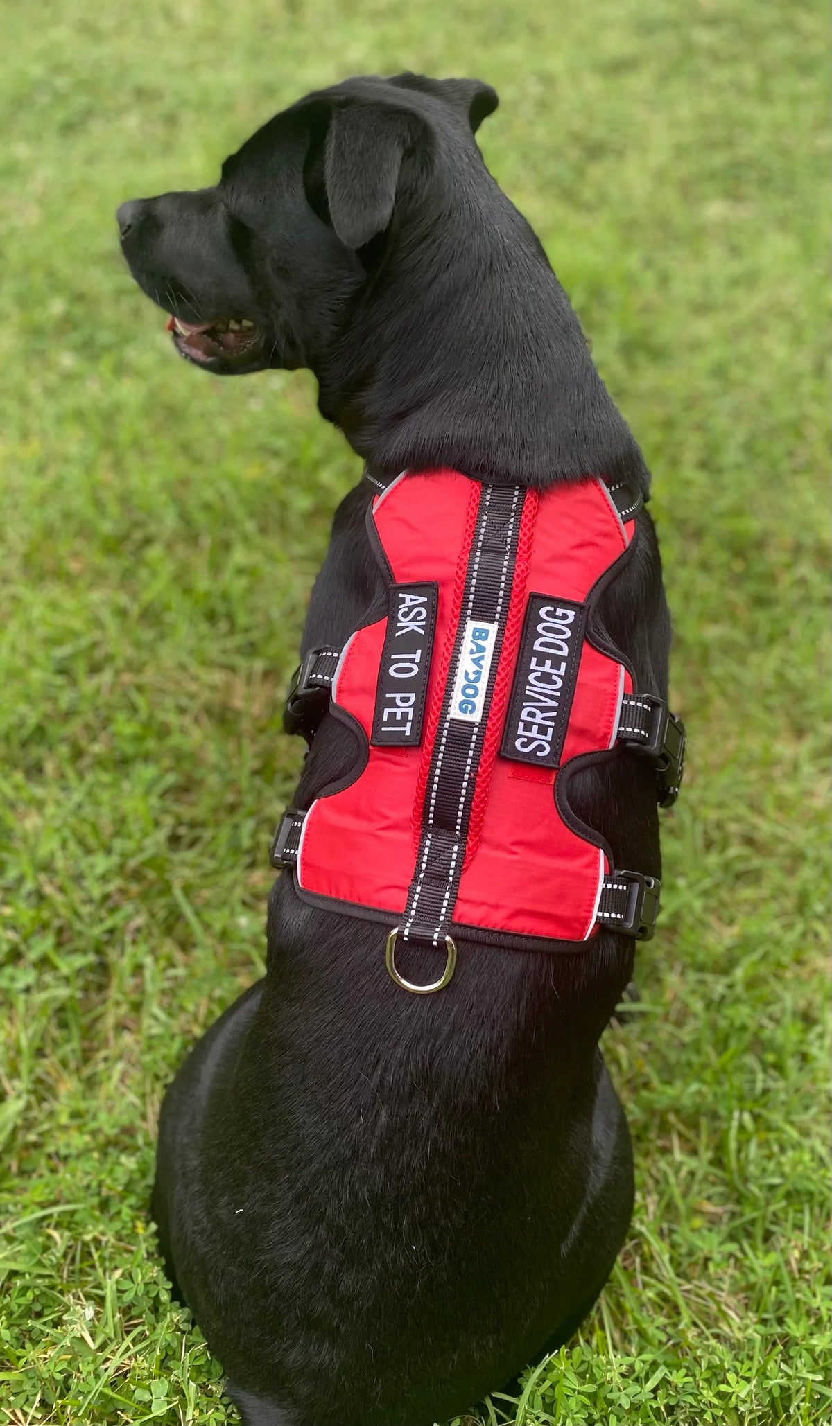 Black dog wearing a red Baydog Galveston service dog harness with Ask To Pet and Service Dog patches