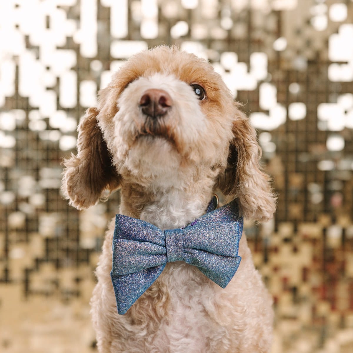 Jolie Dog Babe Bow