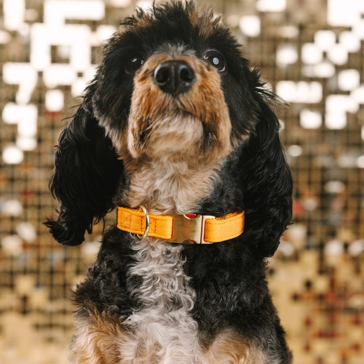 Keaton Dog Collar