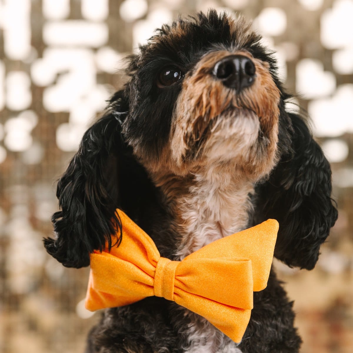Keaton Dog Babe Bow