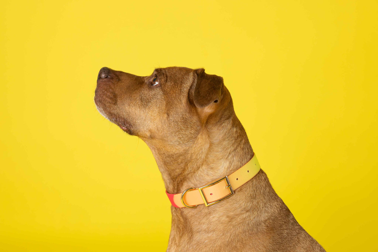 Katelin All Weather Dog Collar