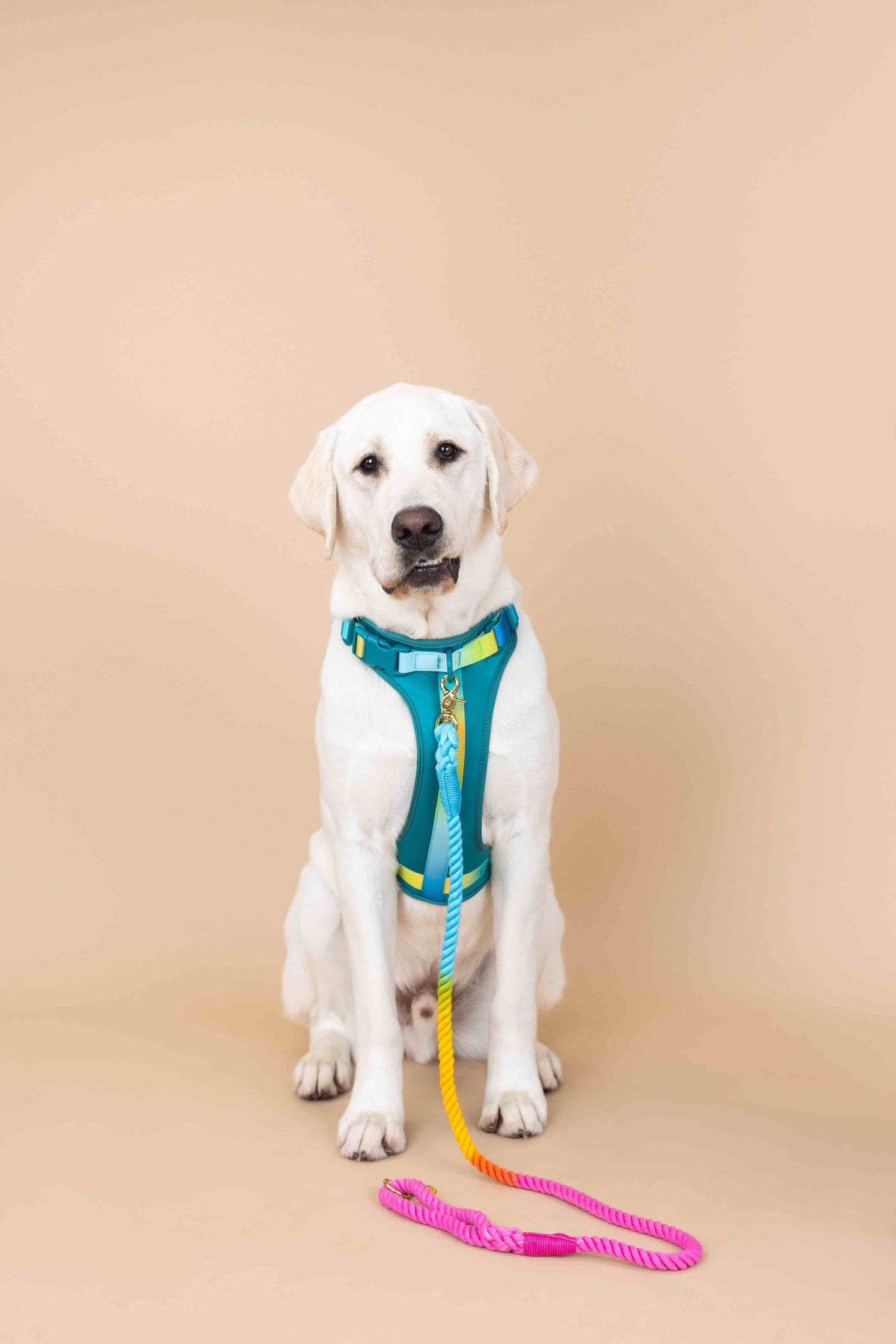 Joey Dog Harness