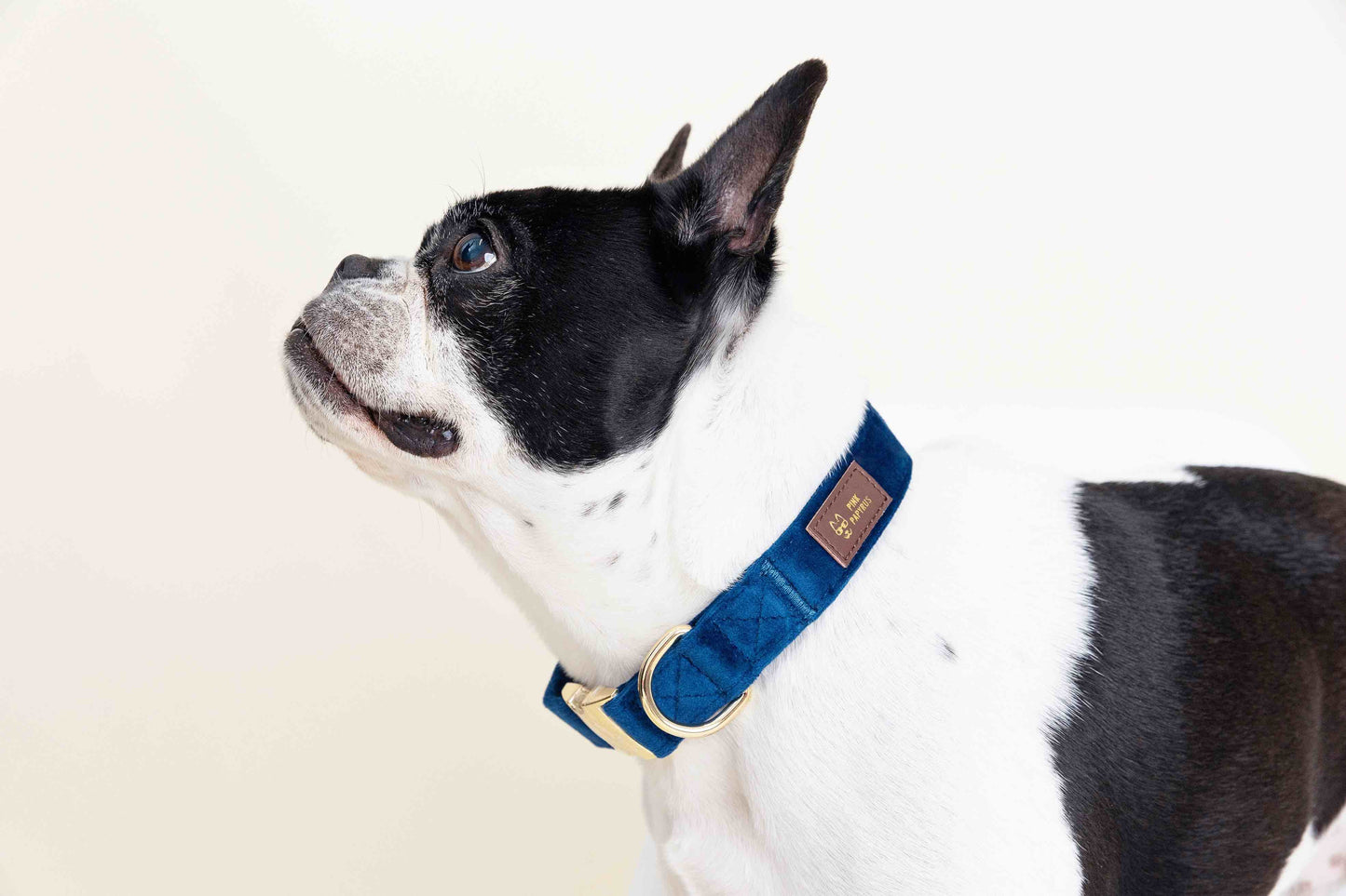 Channing Dog Collar