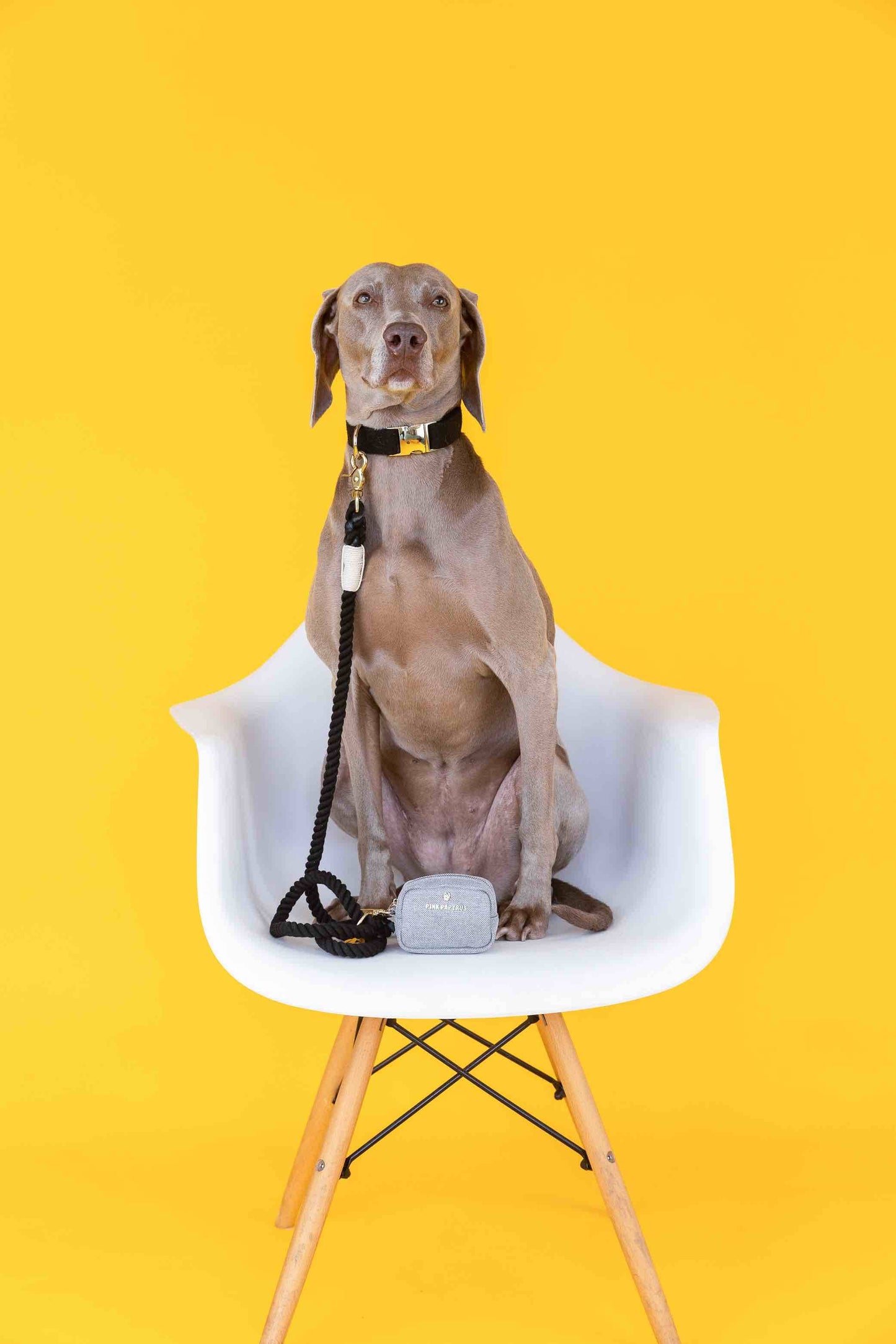 Ryan Dog Collar