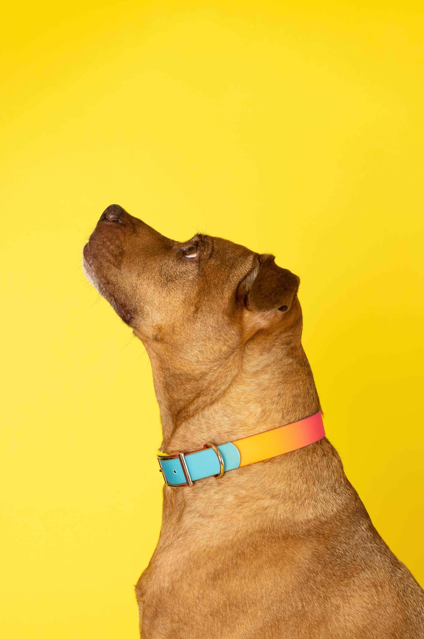 Pippa All Weather Dog Collar