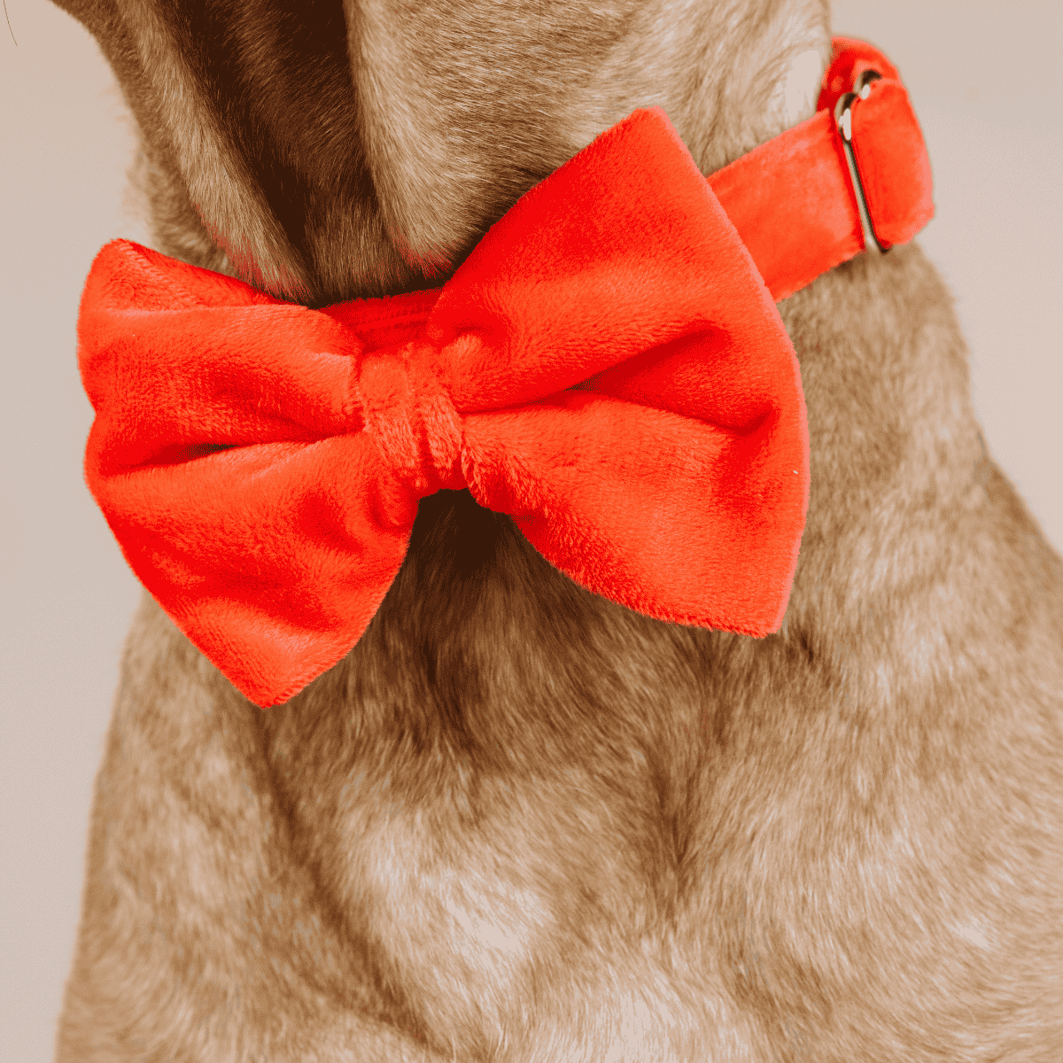 Suki Dog Bow Tie