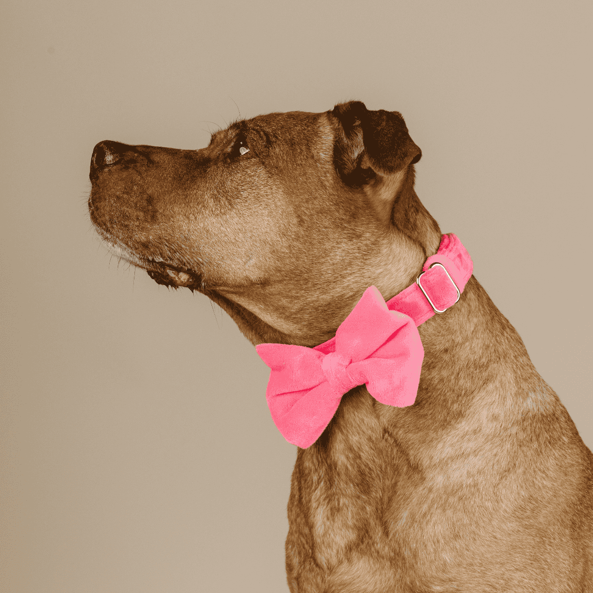 Valentina Dog Bow Tie