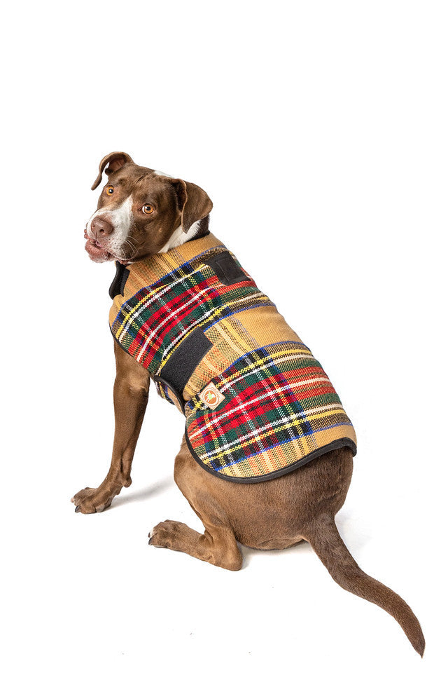 Brown and white dog wearing a tan, red, green, and blue plaid dog coat