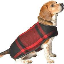 Beagle dog wearing a red and black plaid dog coat