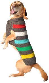 Dog standing on hind legs wearing a striped sweater