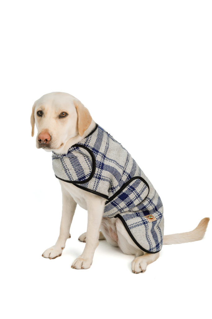 Labrador dog wearing a grey and blue plaid dog coat