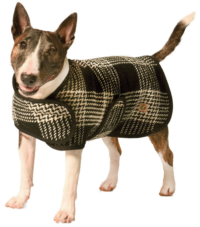 Bull terrier wearing a black and white plaid dog coat