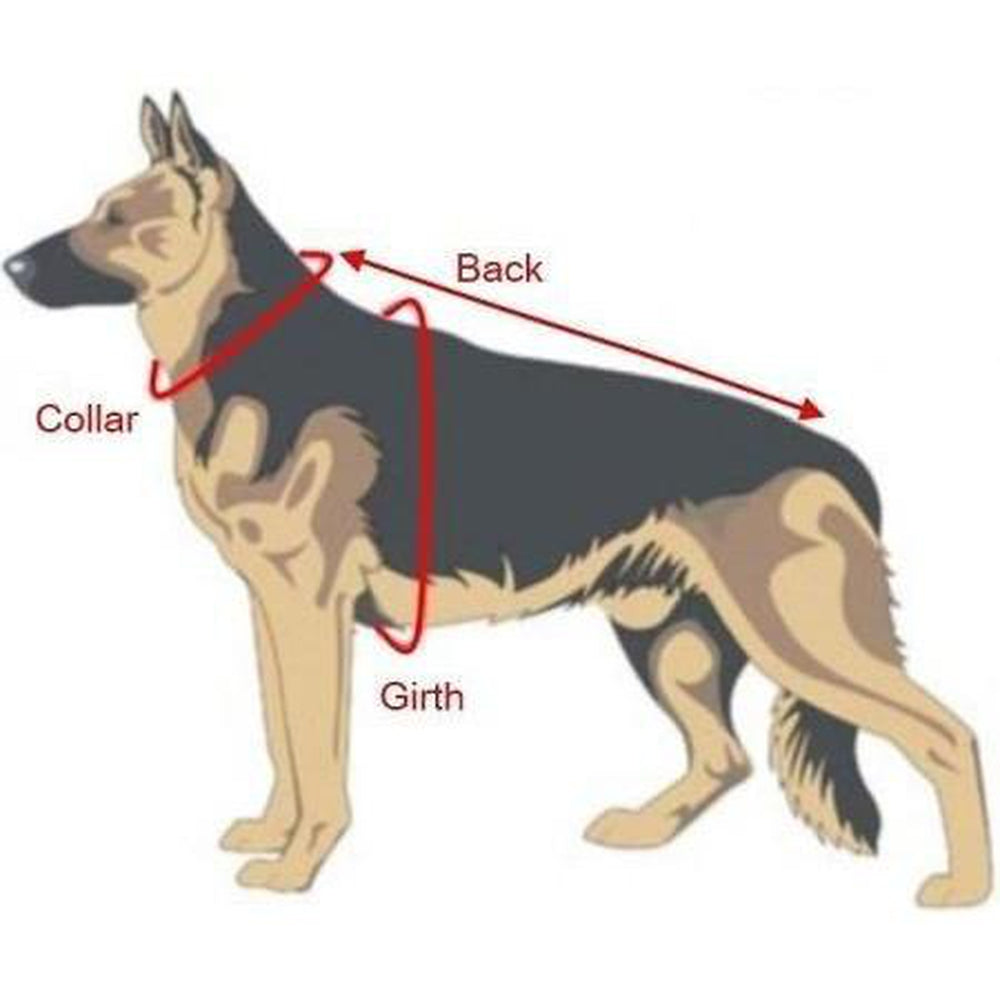 German Shepherd dog with red lines indicating collar, back, and girth measurements