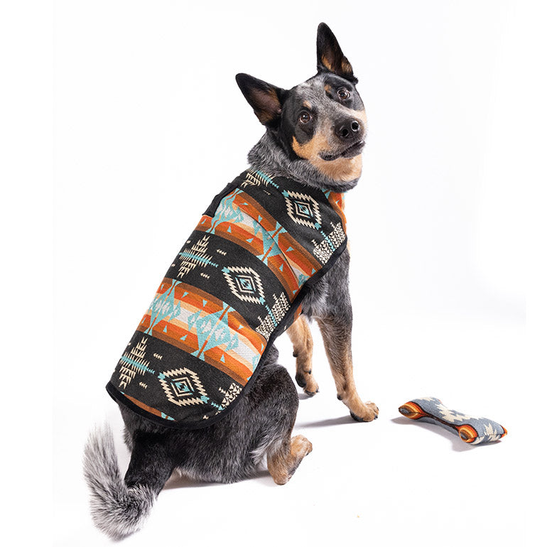 Australian Cattle Dog wearing a black, orange, and blue patterned dog coat, looking up at the camera