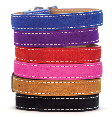 Dog Collars, Leads, Leashes, Harnesses, & Tags