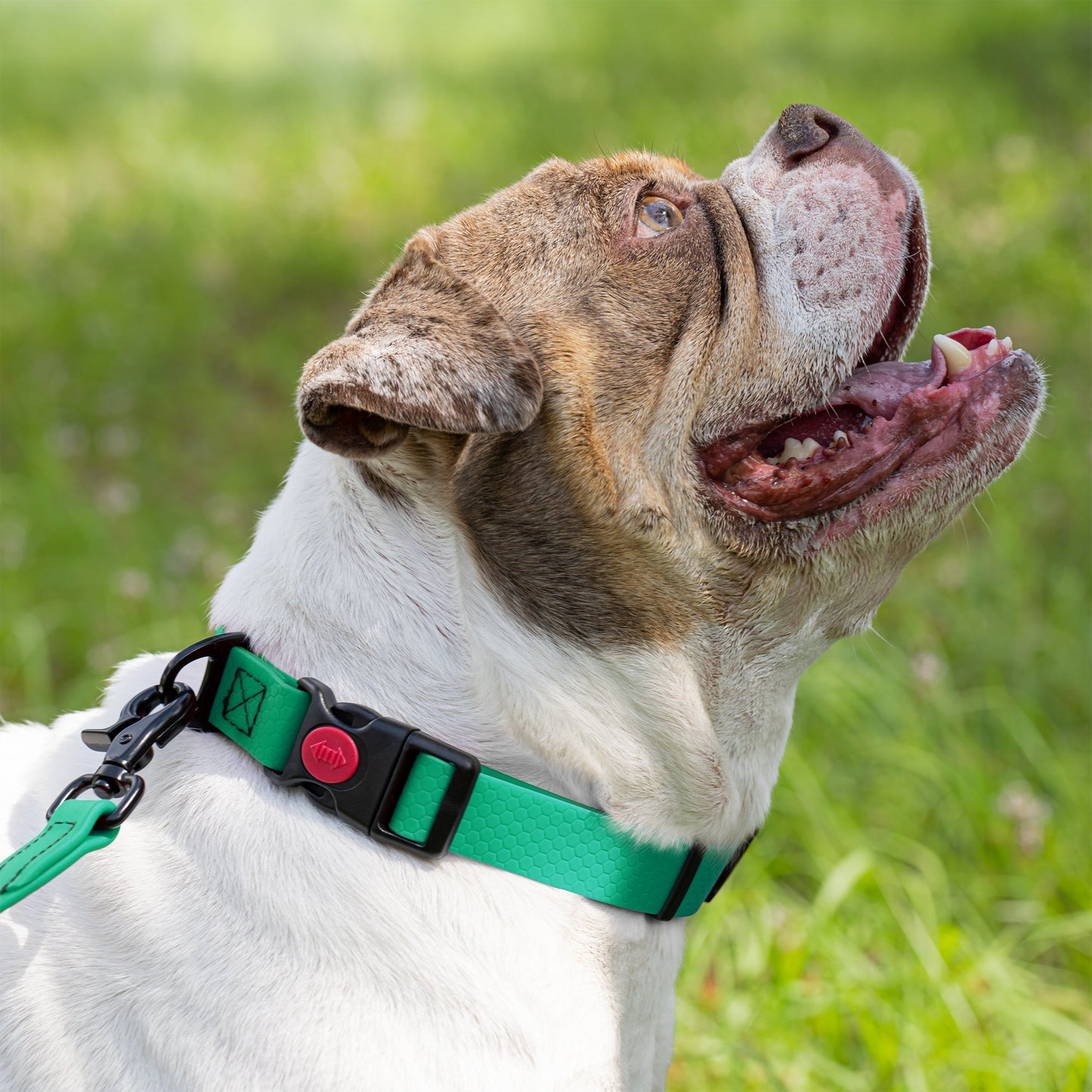 Waterproof Dog Collar with Safety Lock Buckle