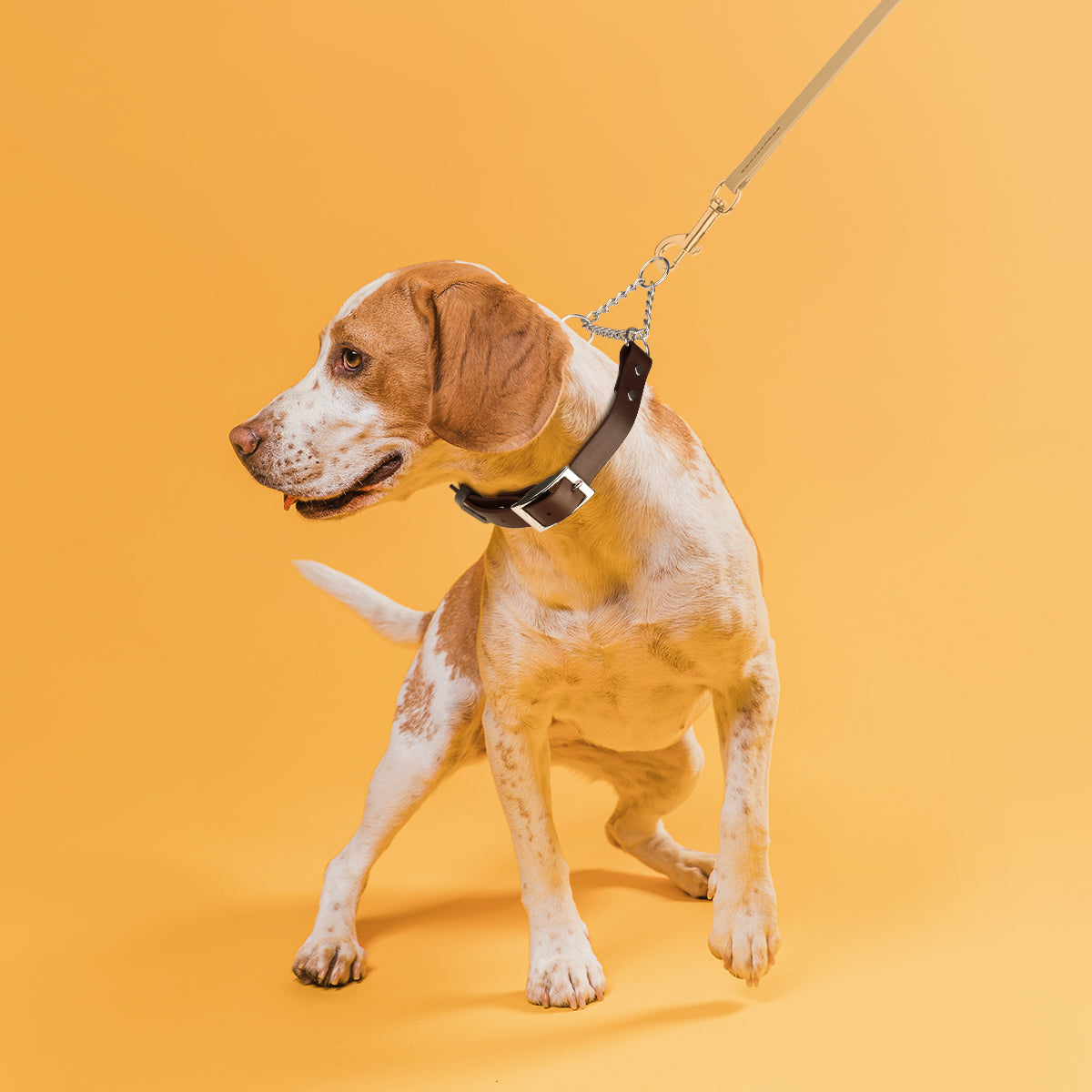 Biothane Adjustable Martingale Dog Collar with Metal Buckle