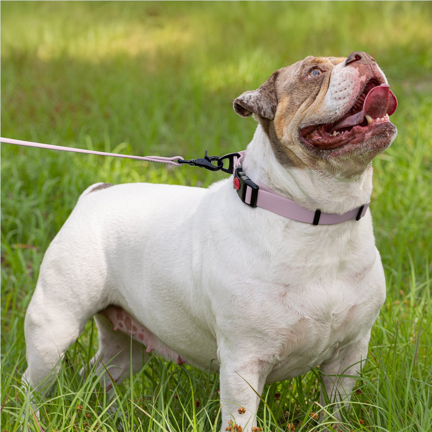 Waterproof Dog Collar with Safety Lock Buckle