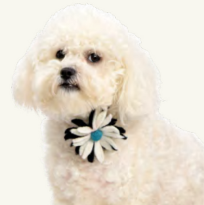 Cat Collars (Accessories)
