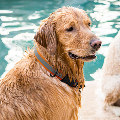 Dogline Biothane Reflective Dog Collar with Quick Release Buckle