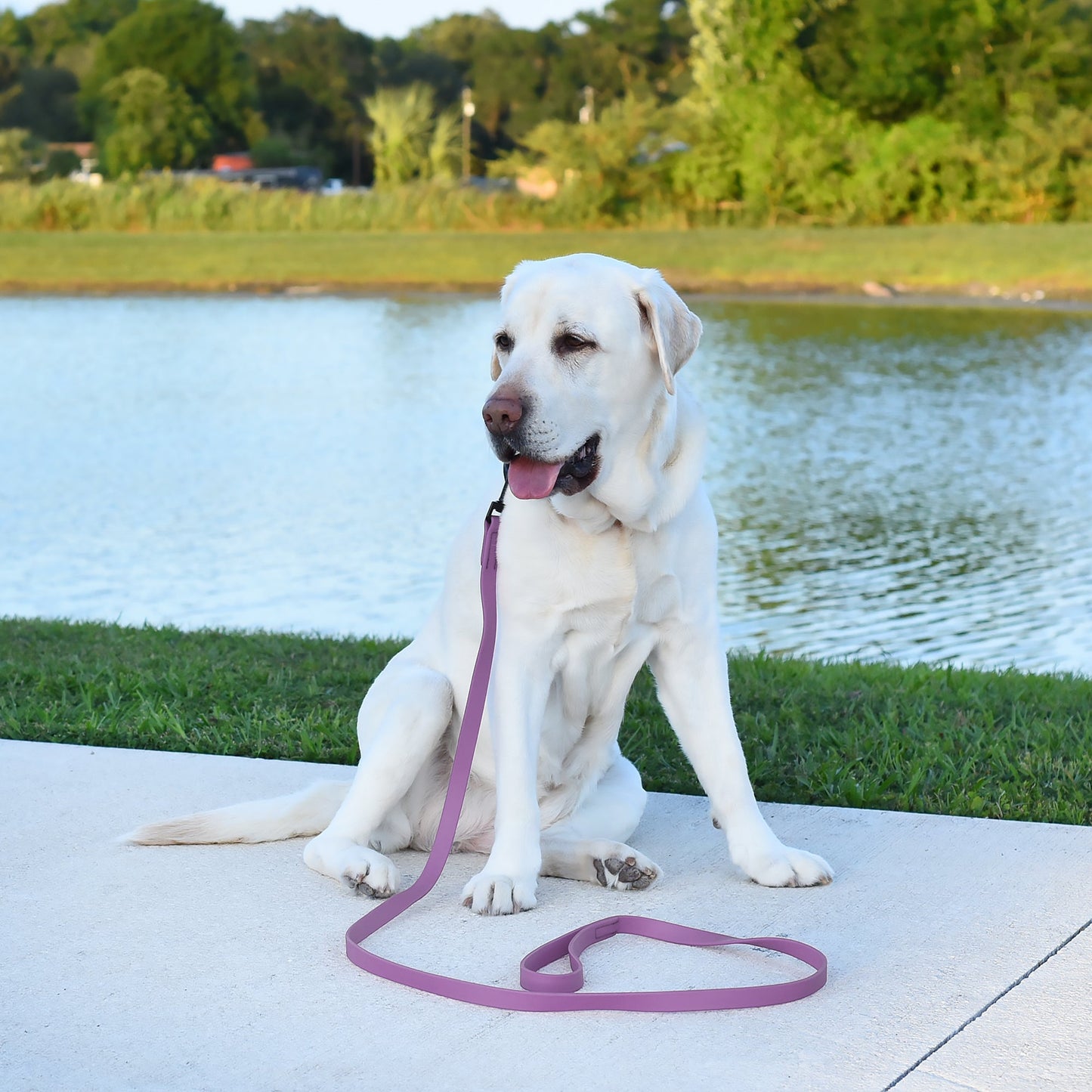 Biothane Waterproof Traffic Lead 2 ft