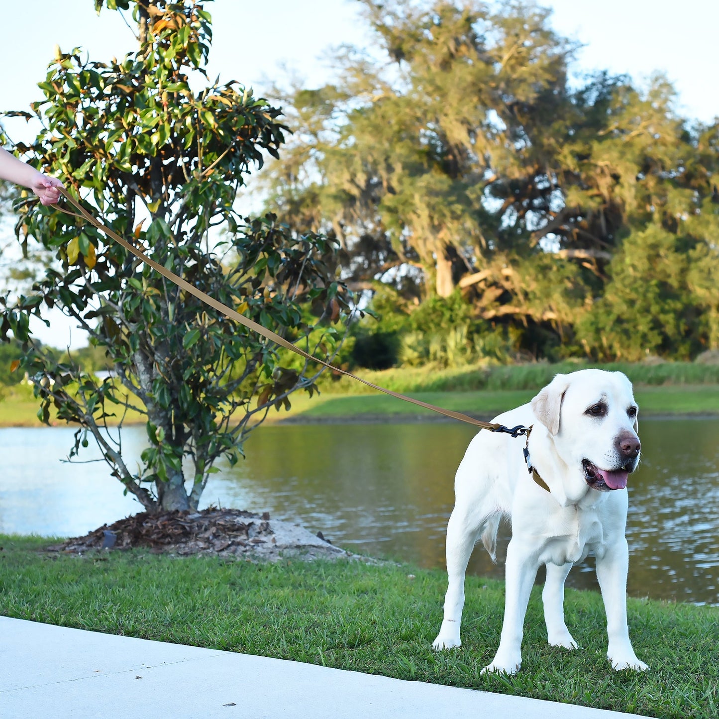 Biothane Waterproof Dog Leash 6 ft