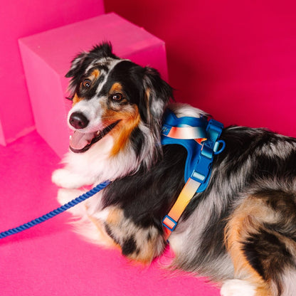 Atlas Dog Harness