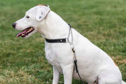 Leather Martingale Collar