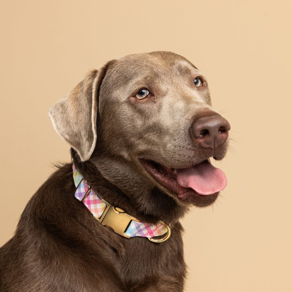 Minka Dog Collar