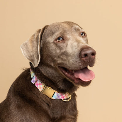 Minka Dog Collar