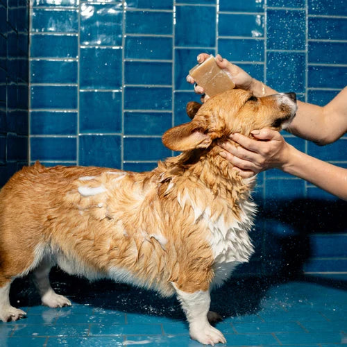 Corgi dog being bathed with a bar of soap in a blue tiled shower