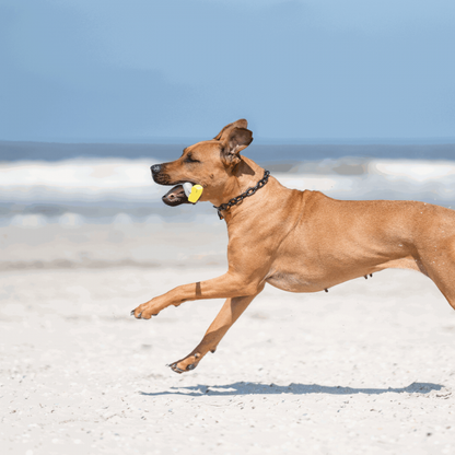 Herm Sprenger - Extra Strong Collar - Medium Links - Black Stainless Steel