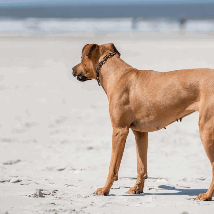 Herm Sprenger - Extra Strong Collar - Medium Links - Black Stainless Steel