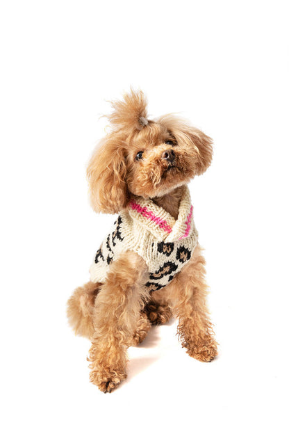 A small brown poodle wearing a white knitted sweater with black and brown leopard print and pink stripes