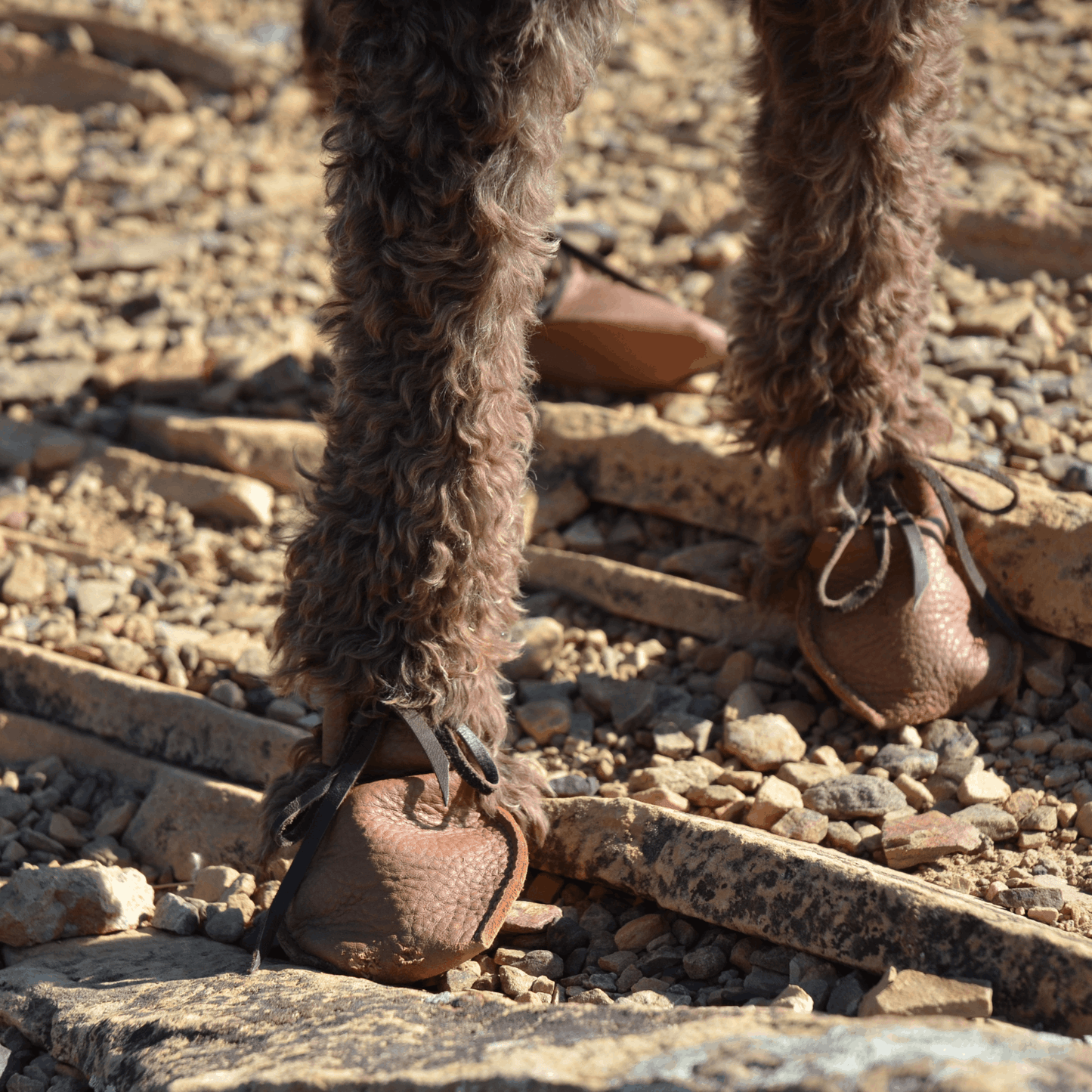 Dog Mocs leather dog shoes