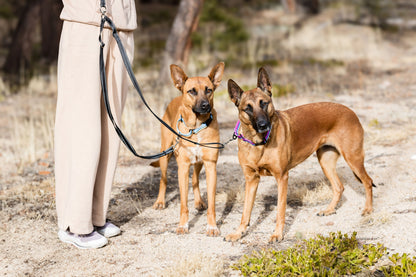 Double Leash