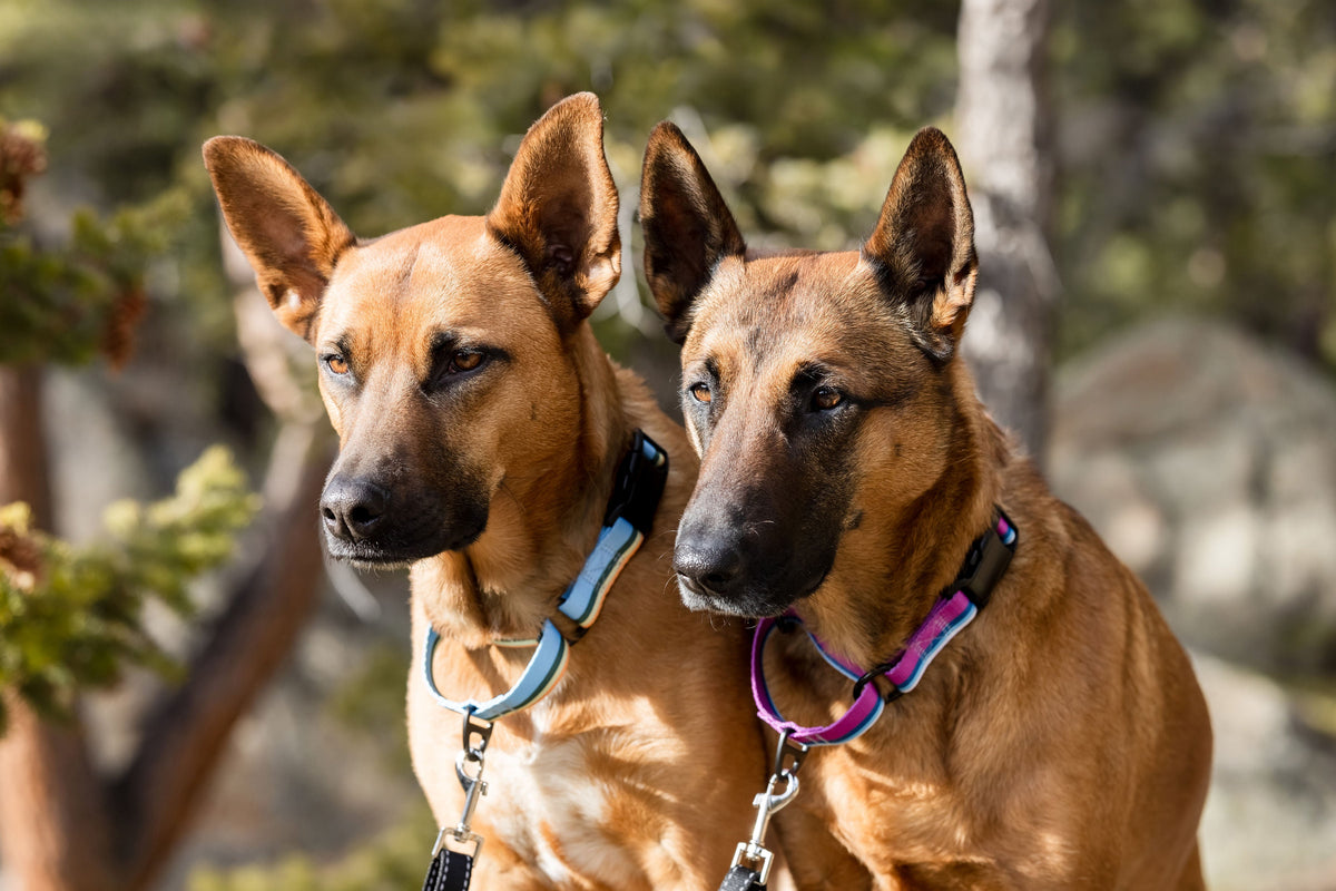 Outdoor Style Nylon Martingale Collar