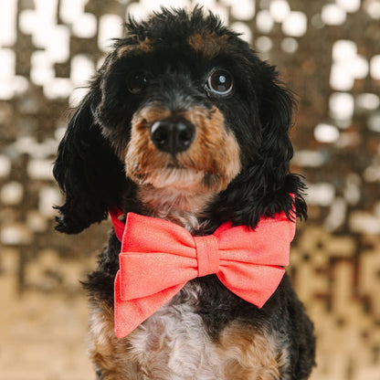 Ambrose Dog Babe Bow