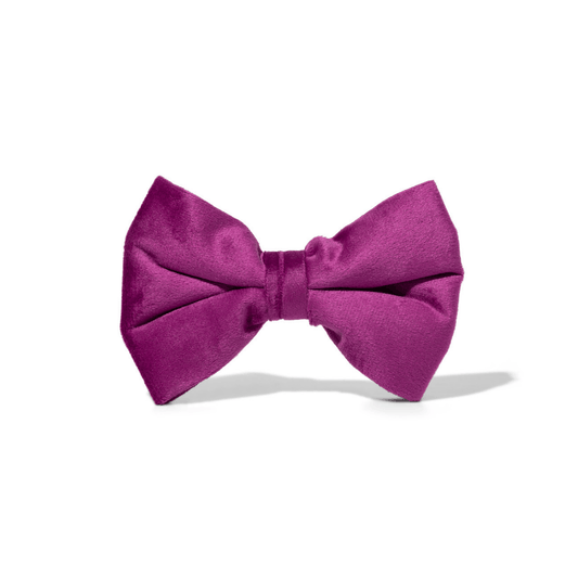 August Dog Bow Tie