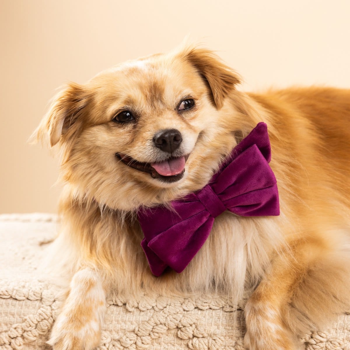 August Dog Babe Bow