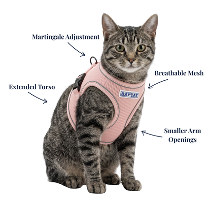 Cat wearing the BAYCAT Harness