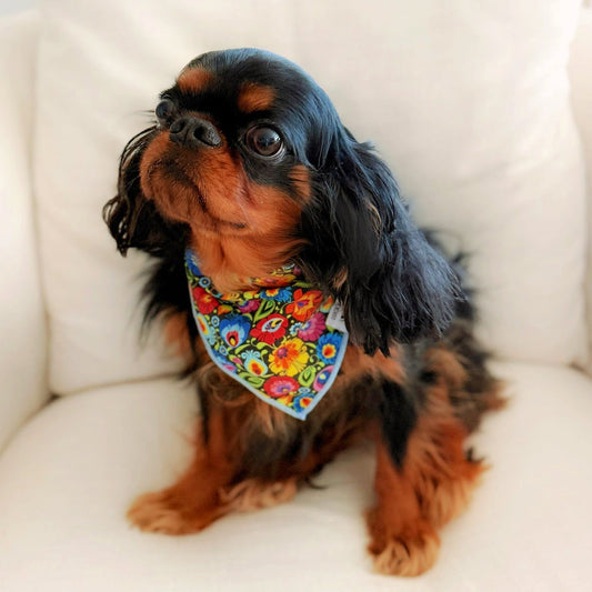 Blackbird Reversible Bandana