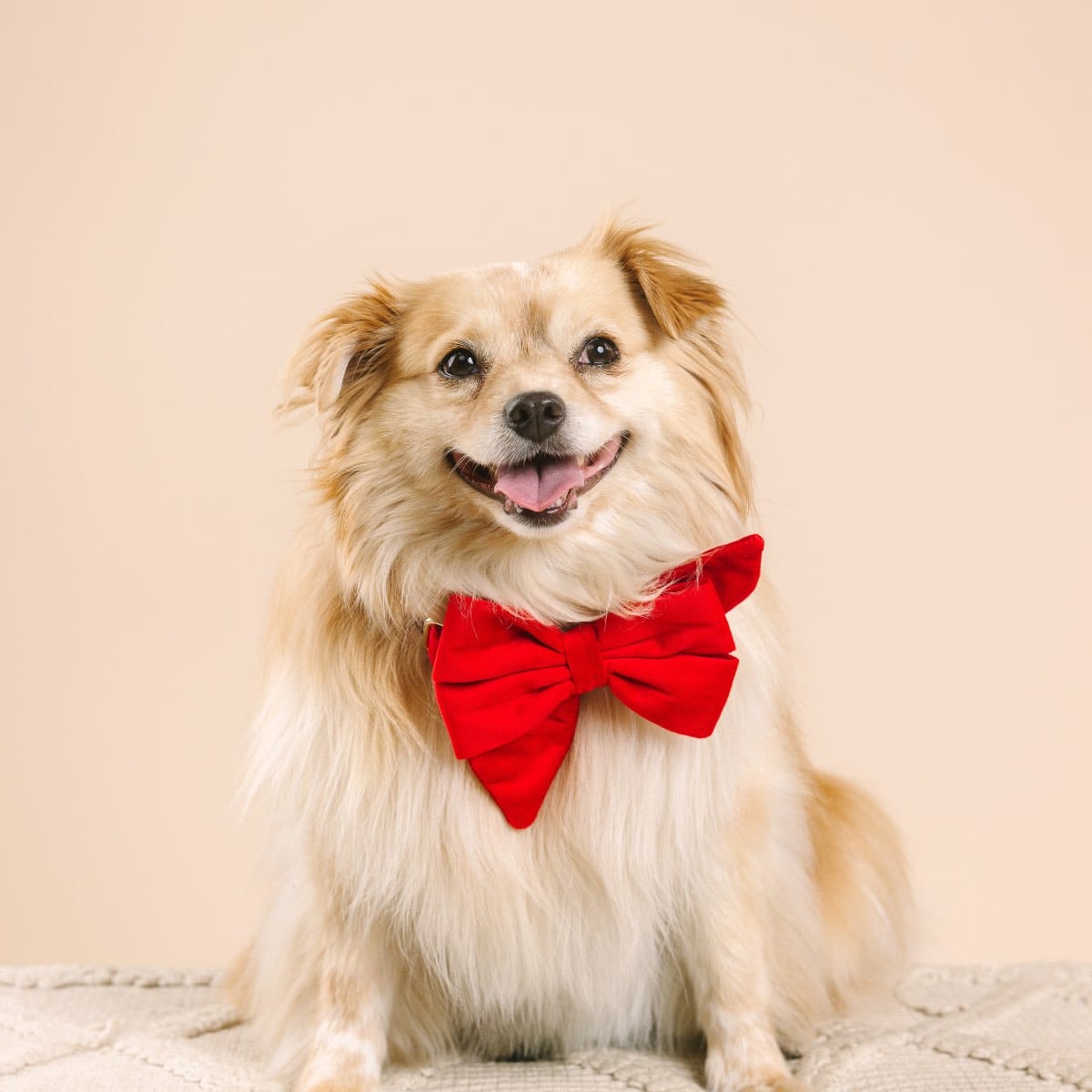 Blaze Dog Babe Bow
