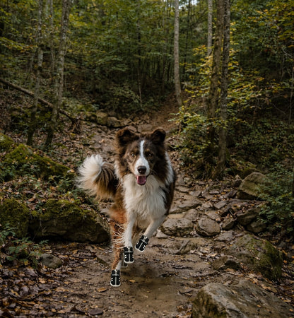 Dog wearing Fetchers dog shoes outdoors