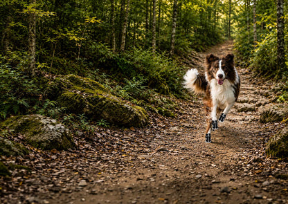 Dog running in Fetchers dog shoes