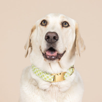 Bryce Dog Collar