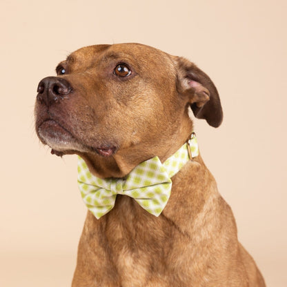 Bryce Dog Bow Tie