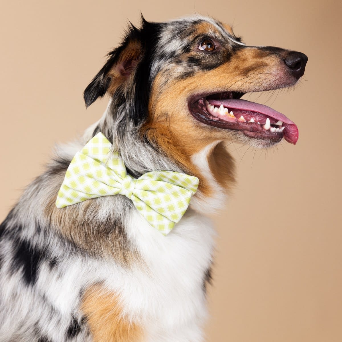 Bryce Dog Babe Bow
